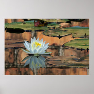Water Lily Reflection Photo Poster Print