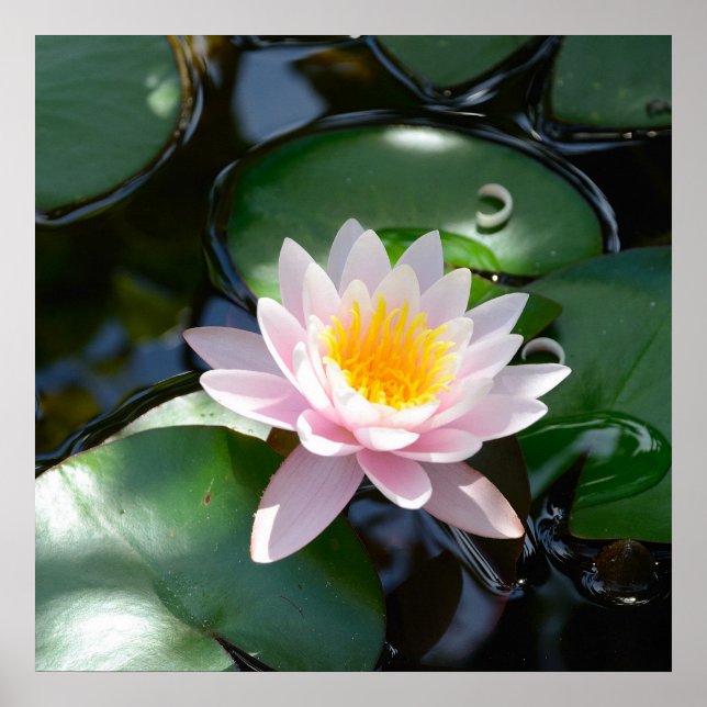 water lily square Poster (Front)