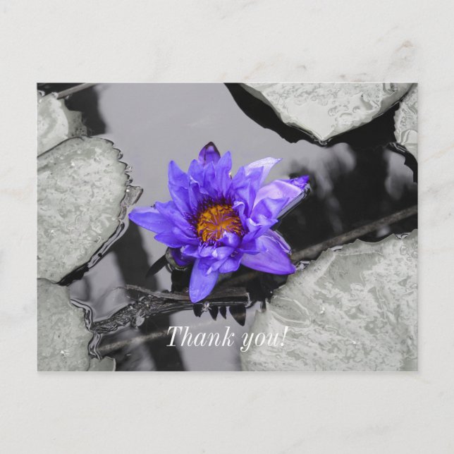 Water Lily Thank You Postcard (Front)