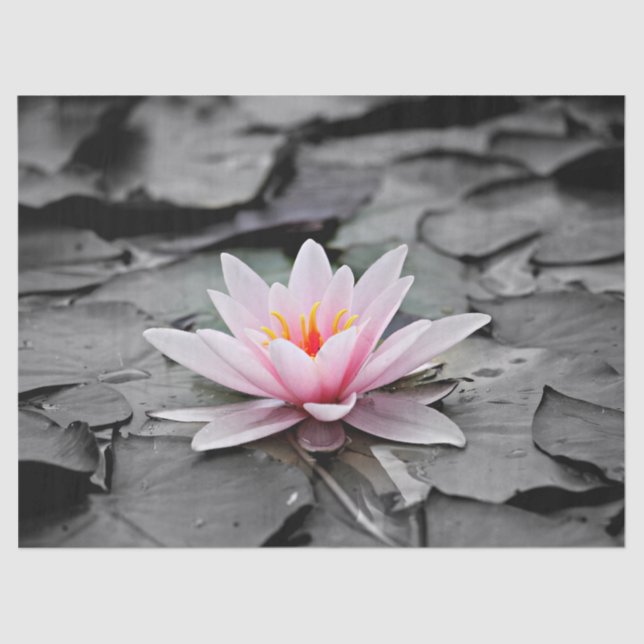 water lily tissue paper (Front)