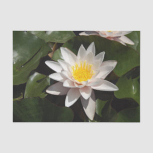 Water Lily tissue paper