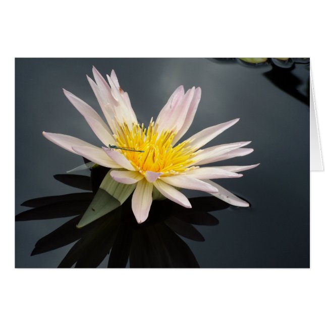 Water Lily with Dragonfly (Front Horizontal)