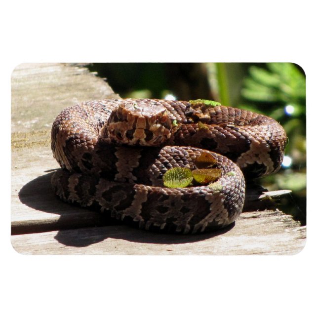 Water Moccasin Flexible Magnet (Horizontal)