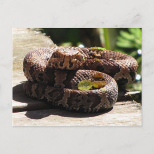 Water Moccasin Post Card