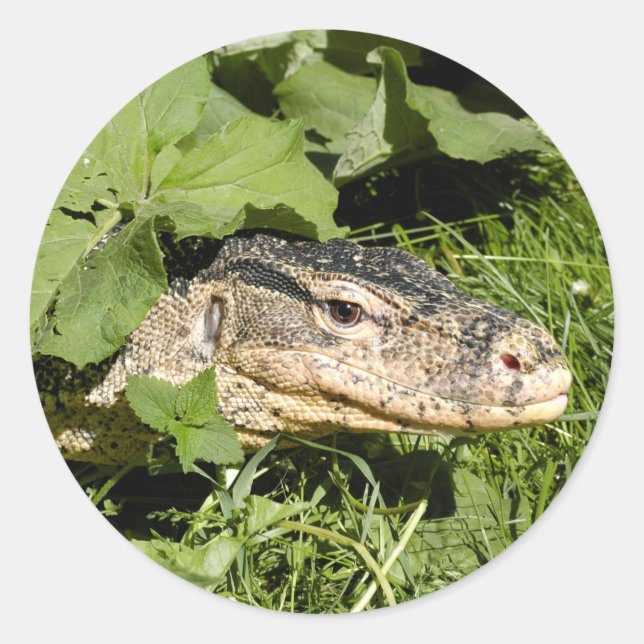 Water monitor lizard classic round sticker (Front)