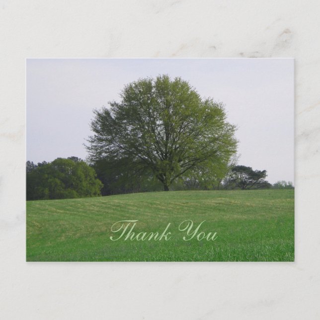 Water Oak Tree Thank You Postcard (Front)