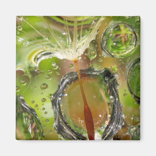 Water on dandelion seed, CA Magnet (Front)