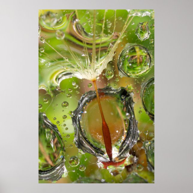 Water on dandelion seed, CA Poster (Front)