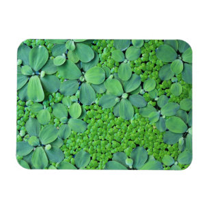 Water plant magnet