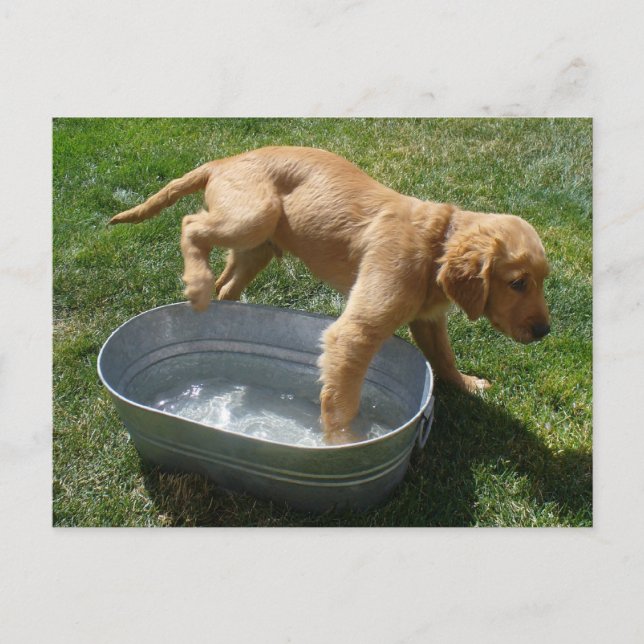 Water puppy postcard (Front)