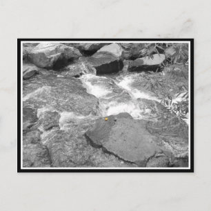 Water & Rocks Postcard