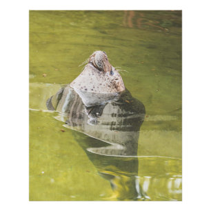 Water Seal Photo Print