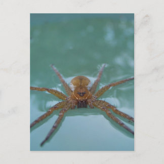 Water Spider Postcard