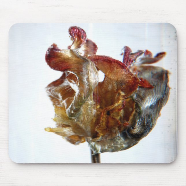 Water Tulip 4 2013 photograph Mouse Pad (Front)