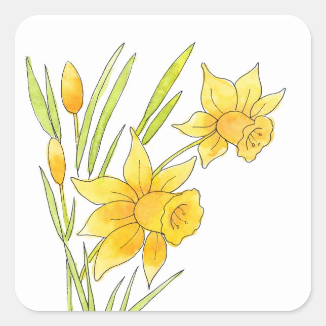 Watercolor and Pen Daffodils Square Sticker (Front)
