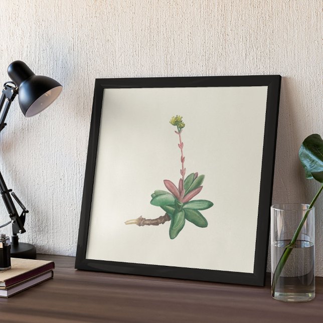 Watercolor Antique Botanical Print Poster (Watercolor Antique Botanical Cactus Print Poster)