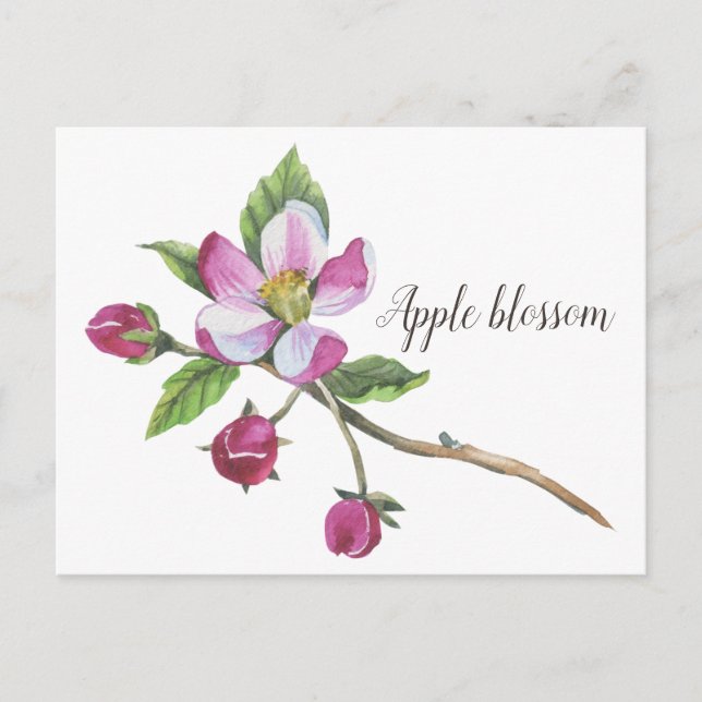 Watercolor Apple Blossom Botanical Postcard (Front)