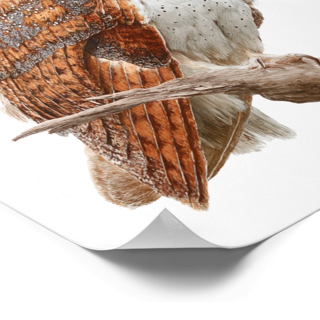 Watercolor Barn Owl Illustration Artwork Poster (Corner)