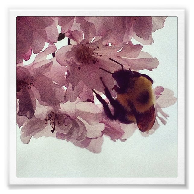Watercolor Bee Photo Print (Front)