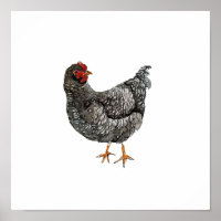 Watercolor Black and white Hen Bird Painting