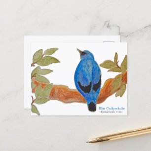 Watercolor Blue Cuckooshrike African Bird Postcard