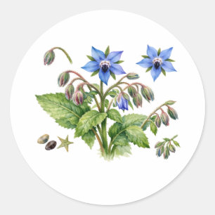 Watercolor Borage Herb Flowers and Leaves  Classic Round Sticker