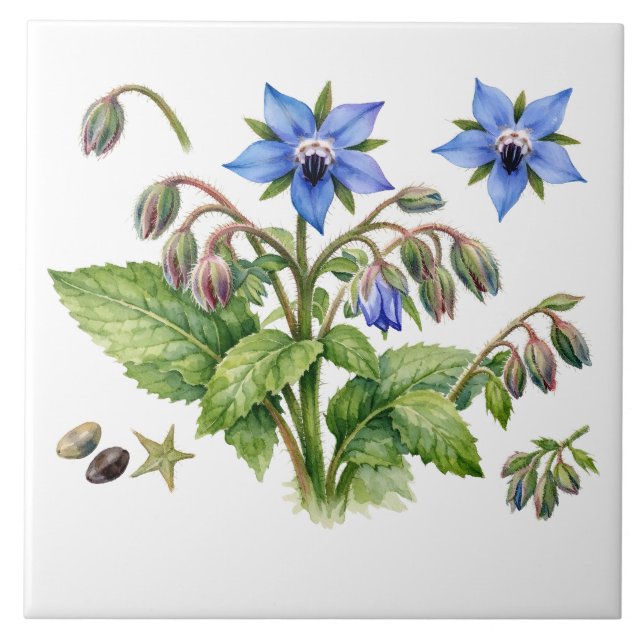 Watercolor Borage Herb Flowers and Leaves  Tile (Front)