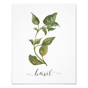 Watercolor Botanical Herb Print Basil