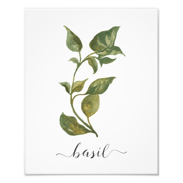 Watercolor Botanical Herb Print Basil (Front)