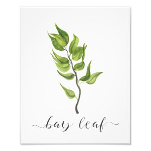 Watercolor Botanical Herb Print Bay Leaf