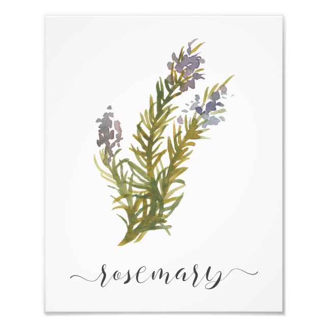 Watercolor Botanical Herb Print Rosemary (Front)