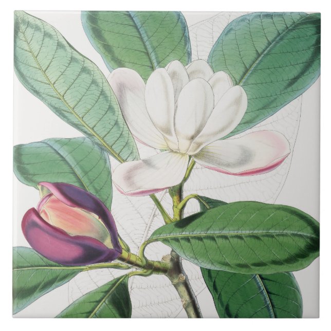 Watercolor Botanical White Magnolia & Green Leaves Tile (Front)