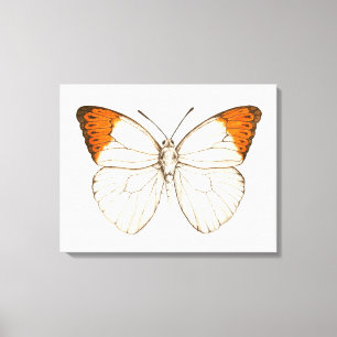 Watercolor butterfly, great orange tip canvas print