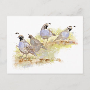 Watercolor California Quail Bird Nature Art Postcard