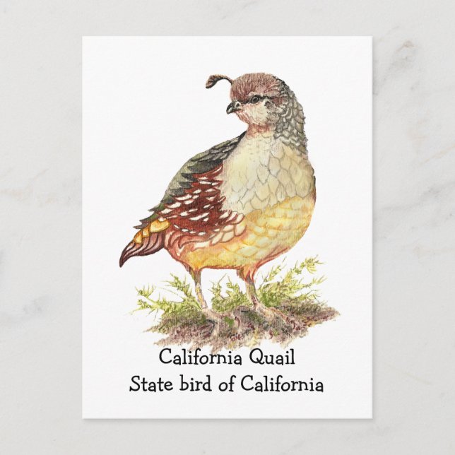Watercolor California Quail State bird Postcard (Front)
