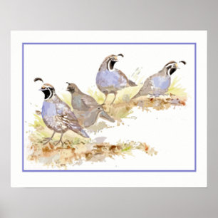Watercolor Covey of California Quail Birds Poster