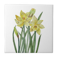 Watercolor Daffodils Flower Portrait Illustration