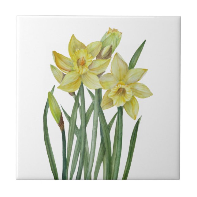 Watercolor Daffodils Flower Portrait Illustration Tile (Front)