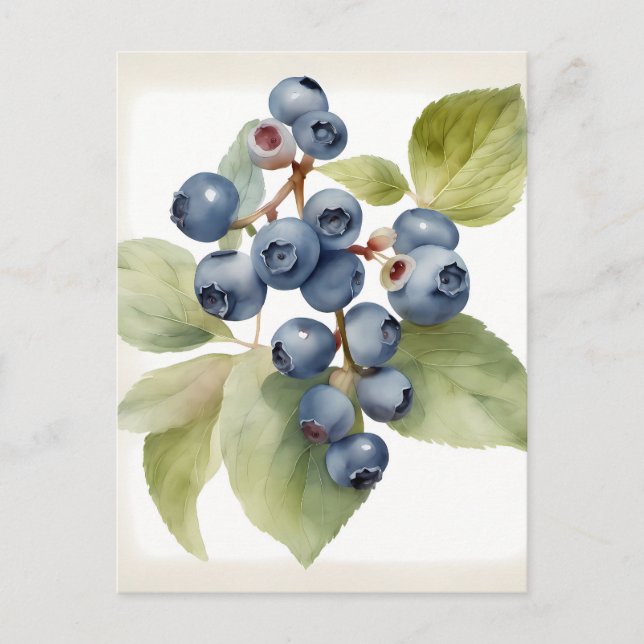 Watercolor delicate blueberries postcard (Front)