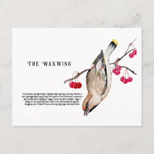Watercolor design Forest bird waxwing Postcard