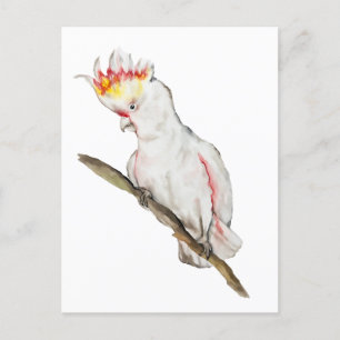 Watercolor drawing of a cockatoo parrot postcard