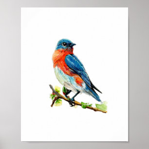 Watercolor Eastern Blue Bird Painting Poster