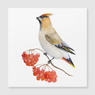 Watercolor forest bird waxwing