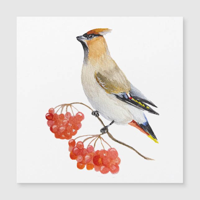 Watercolor forest bird waxwing (Front)
