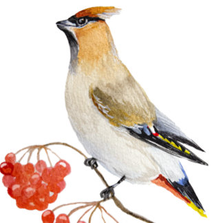 Watercolor forest bird waxwing latte mug