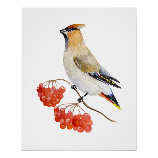 Watercolor forest bird waxwing poster (Front)