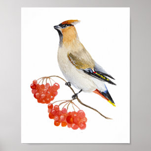 Watercolor forest bird waxwing poster