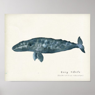 Watercolor Grey Whale Poster