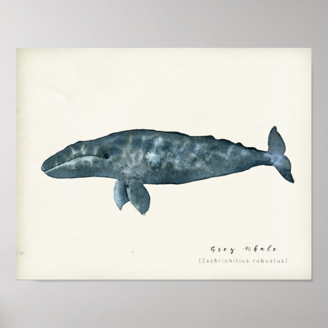 Watercolor Grey Whale Poster (Front)