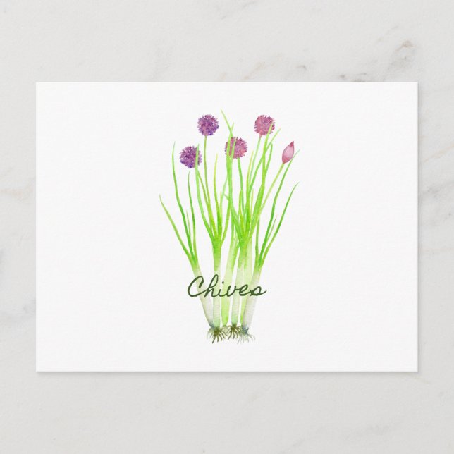 Watercolor herb chives illustration postcard (Front)